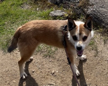 Lundehunden - en norsk kulturskatt