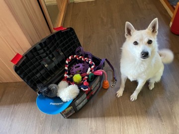 Hundedressur enkelttime