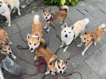 Antibjeff enkelttime