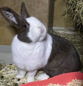 Eventyrstund med kanin