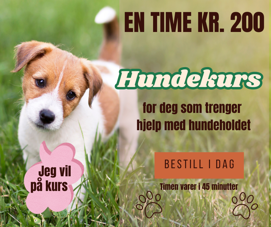 Hund som vil på hundekurs